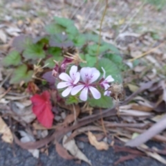 Pelargonium australe (Austral Stork's-bill) at Isaacs Ridge - 2 May 2015 by Mike