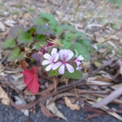 Pelargonium australe (Austral Stork's-bill) at Jerrabomberra, ACT - 2 May 2015 by Mike