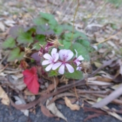 Pelargonium australe (Austral Stork's-bill) at - 2 May 2015 by Mike