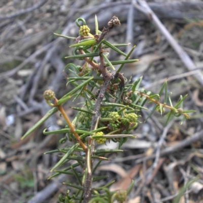 Acacia ulicifolia (Prickly Moses) at Mount Ainslie - 5 May 2015 by SilkeSma