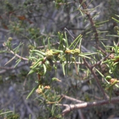 Acacia ulicifolia at Majura, ACT - 6 May 2015