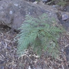 Pteridium esculentum (Bracken) at Majura, ACT - 5 May 2015 by SilkeSma