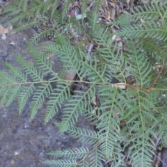 Pteridium esculentum at Majura, ACT - 6 May 2015 09:17 AM