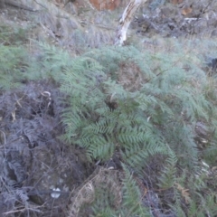 Pteridium esculentum at Majura, ACT - 6 May 2015