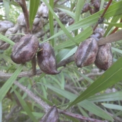 Hakea eriantha (Tree Hakea) at Majura, ACT - 6 May 2015 by SilkeSma