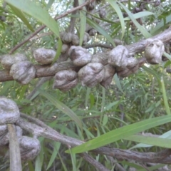 Hakea eriantha at Majura, ACT - 6 May 2015