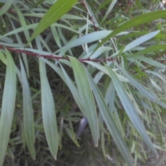 Hakea eriantha at Majura, ACT - 6 May 2015