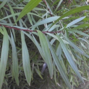 Hakea eriantha at Majura, ACT - 6 May 2015