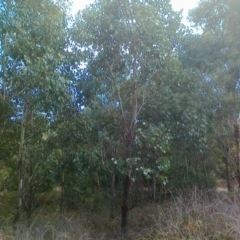 Eucalyptus camphora subsp. humeana (Mountain Swamp Gum) at Uriarra Village, ACT - 6 May 2015 by BrianSummers