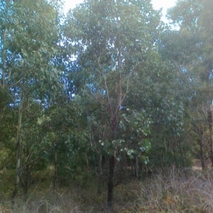 Eucalyptus camphora subsp. humeana at Uriarra Village, ACT - 6 May 2015 12:00 AM