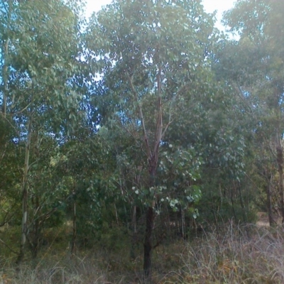 Eucalyptus camphora subsp. humeana (Mountain Swamp Gum) at Uriarra Village, ACT - 6 May 2015 by BrianSummers