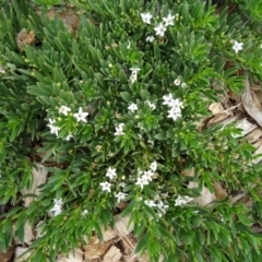 Myoporum parvifolium (Creeping Myoporum) at Sth Tablelands Ecosystem Park - 30 Apr 2015 by galah681