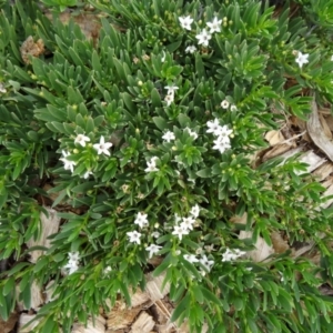 Myoporum parvifolium at Molonglo Valley, ACT - 30 Apr 2015 11:39 AM