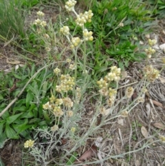 Pseudognaphalium luteoalbum (Jersey Cudweed) at Sth Tablelands Ecosystem Park - 30 Apr 2015 by galah681