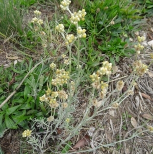 Pseudognaphalium luteoalbum at Molonglo Valley, ACT - 30 Apr 2015 11:39 AM