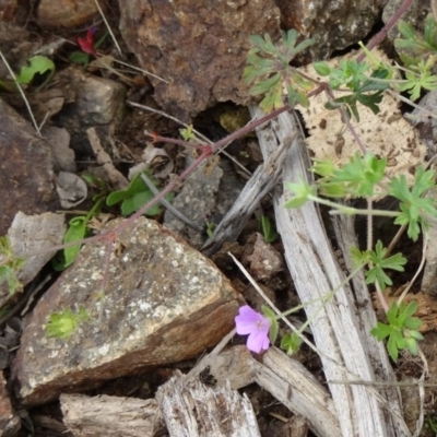 Geranium solanderi var. solanderi (Native Geranium) at Sth Tablelands Ecosystem Park - 30 Apr 2015 by galah681