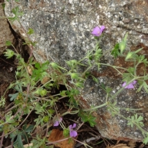 Geranium solanderi var. solanderi at Molonglo Valley, ACT - 30 Apr 2015
