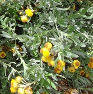 Chrysocephalum apiculatum at Molonglo Valley, ACT - 30 Apr 2015