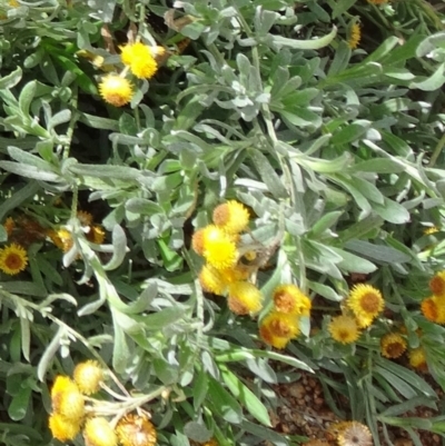 Chrysocephalum apiculatum (Common Everlasting) at Sth Tablelands Ecosystem Park - 30 Apr 2015 by galah681