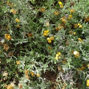 Chrysocephalum apiculatum at Molonglo Valley, ACT - 30 Apr 2015 11:41 AM