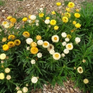 Xerochrysum bracteatum at Molonglo Valley, ACT - 30 Apr 2015