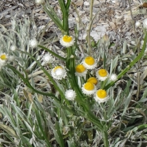 Ammobium alatum at Molonglo Valley, ACT - 30 Apr 2015 11:42 AM