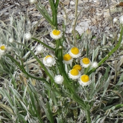 Ammobium alatum (Winged Everlasting) at Molonglo Valley, ACT - 30 Apr 2015 by galah681