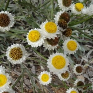 Ammobium alatum at Molonglo Valley, ACT - 30 Apr 2015 11:42 AM