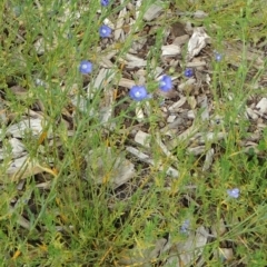 Linum marginale (Native Flax) at Sth Tablelands Ecosystem Park - 30 Apr 2015 by galah681