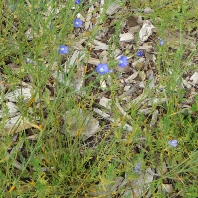 Linum marginale (Native Flax) at Sth Tablelands Ecosystem Park - 30 Apr 2015 by galah681