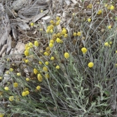 Calocephalus citreus (Lemon Beauty Heads) at Sth Tablelands Ecosystem Park - 30 Apr 2015 by galah681