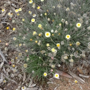 Leucochrysum albicans subsp. tricolor at Molonglo Valley, ACT - 30 Apr 2015