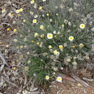 Leucochrysum albicans subsp. tricolor (Hoary Sunray) at Molonglo Valley, ACT - 30 Apr 2015 by galah681