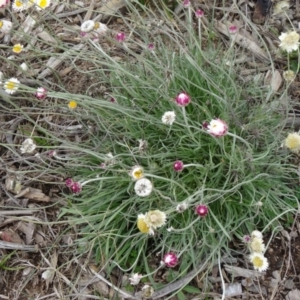 Leucochrysum albicans subsp. tricolor at Molonglo Valley, ACT - 30 Apr 2015