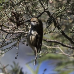 Acanthiza pusilla (Brown Thornbill) at Acton, ACT - 29 Aug 2018 by Alison Milton