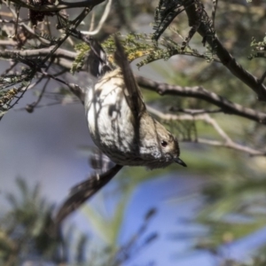 Acanthiza pusilla at Acton, ACT - 29 Aug 2018 10:23 AM