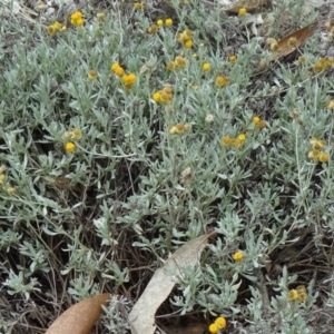 Chrysocephalum apiculatum at Molonglo Valley, ACT - 30 Apr 2015 11:44 AM