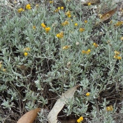 Chrysocephalum apiculatum (Common Everlasting) at Sth Tablelands Ecosystem Park - 30 Apr 2015 by galah681