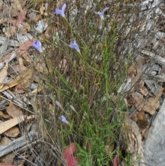 Wahlenbergia stricta subsp. stricta (Tall Bluebell) at Molonglo Valley, ACT - 30 Apr 2015 by galah681