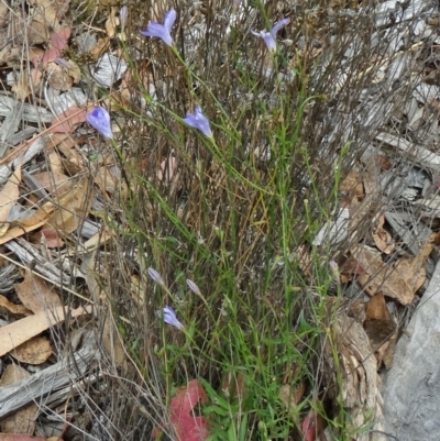 Wahlenbergia stricta subsp. stricta (Tall Bluebell) at Sth Tablelands Ecosystem Park - 30 Apr 2015 by galah681