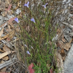 Wahlenbergia stricta subsp. stricta at Molonglo Valley, ACT - 30 Apr 2015