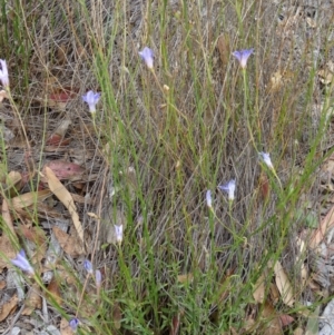 Wahlenbergia stricta subsp. stricta at Molonglo Valley, ACT - 30 Apr 2015