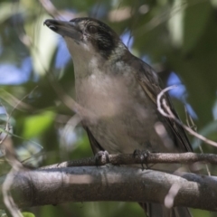 Cracticus torquatus (Grey Butcherbird) at ANBG - 29 Aug 2018 by Alison Milton