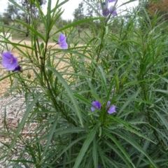 Solanum linearifolium (Kangaroo Apple) at Molonglo Valley, ACT - 30 Apr 2015 by galah681