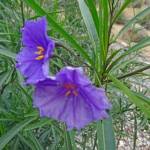 Solanum linearifolium at Molonglo Valley, ACT - 30 Apr 2015