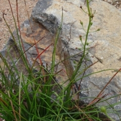 Bulbine glauca (Rock Lily) at Sth Tablelands Ecosystem Park - 30 Apr 2015 by galah681