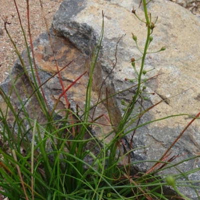 Bulbine glauca (Rock Lily) at Molonglo Valley, ACT - 30 Apr 2015 by galah681