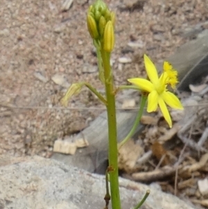 Bulbine glauca at Molonglo Valley, ACT - 30 Apr 2015 11:46 AM