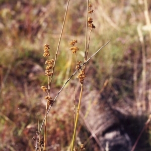 Juncus flavidus at Conder, ACT - 30 Jan 2000 12:00 AM