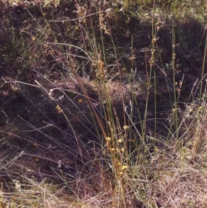 Juncus flavidus at Conder, ACT - 30 Jan 2000 12:00 AM